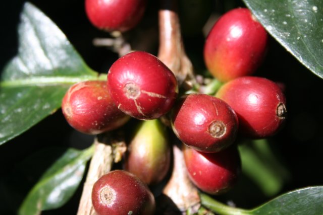 close up of ripe red coffee cherries